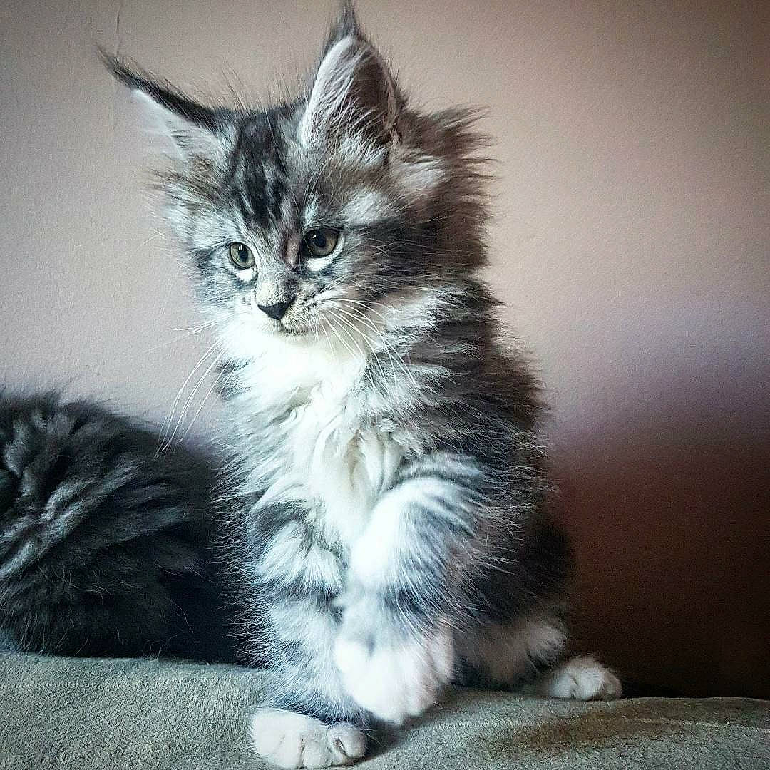 Number One a rejoint le concours — aidez-le/la à gagner de superbes lots ! carnivore, cat, claw, darkness, domestic_short_haired_cat, felidae, fur, grey, iris, maine_coon, monochrome_photography, paw, sitting, small_to_medium_sized_cats, snout, tail, terrestrial_animal, whiskers