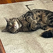 Harley is registered to the contest to win money with this photo: cat, tabby, pet, animal, indoor, relaxing, lying_down, fur, whiskers, ears, eyes, carpet, rug, floor, wooden_floor, domestic, cute, feline, resting, home