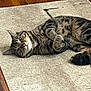 cat, tabby, pet, animal, indoor, relaxing, lying_down, fur, whiskers, ears, eyes, carpet, rug, floor, wooden_floor, domestic, cute, feline, resting, home