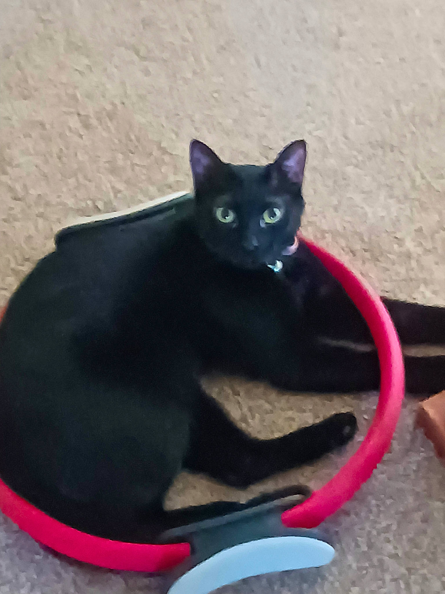 Wednesday is registered to the contest to win money with this photo: black_cat, bombay, carnivore, cat, cat_supply, comfort, domestic_short_haired_cat, electric_blue, felidae, pet_supply, purple, sitting, small_to_medium_sized_cats, snout, tail, whiskers