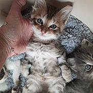 Viking participe au concours pour gagner de l'argent avec cette photo : animal, blue_eyes, cat, close_up, cozy, cute, domestic_cat, feline, fluffy, furry, hand, indoor, kitten, lying_down, pet, resting, sleepy, soft_texture, tabby, young_animal