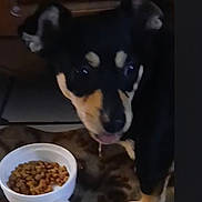 Blaxie joined the competition — help win amazing prizes! dog, pet, bowl, kibble, food, drool, animal, indoor, closeup, black_and_tan, small_dog, paw, floor, carpet, canine, domestic_animal, cute, companion, waiting, feeding