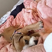 Cashameir joined the competition — help win amazing prizes! puppy, dog, blanket, pink, bed, playing, paw, collar, cute, pet, fur, indoor, cozy, soft, animal, young, brown, white, resting, curious