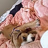 puppy, dog, blanket, pink, bed, playing, paw, collar, cute, pet, fur, indoor, cozy, soft, animal, young, brown, white, resting, curious