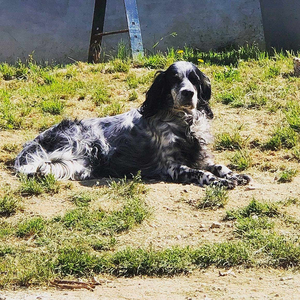 étia a rejoint le concours — aidez-le/la à gagner de superbes lots ! animal, ball, canine, cockerspaniel, dog, dogbed, football, grass, nature, outdoors, person, pet, plant, pointer, puppy, sitting, soccer, soccerball, sport, yard