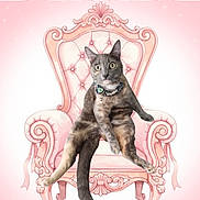 Chubs is registered to the contest to win money with this photo: animal, armchair, cat, centered_subject, collar, composite_image, funny_pose, furniture, gray_cat, illustration, indoors, ornate, pastel_background, pet, pink, portrait, royal, sitting, throne, wide_eyed