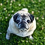 Joey participe au concours pour gagner de l'argent avec cette photo : animal, bulldog, canine, dog, frenchbulldog, pet, pug, puppy