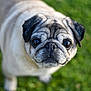 Joey participe au concours pour gagner de l'argent avec cette photo : animal, canine, dog, pet, pug, puppy