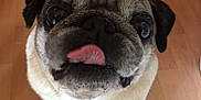 Joey a rejoint le concours — aidez-le/la à gagner de superbes lots ! animal, bodypart, canine, dog, hardwood, indoors, interiordesign, mouth, person, pet, pug, puppy, snout, teeth, tongue, wood