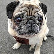 Joey a rejoint le concours — aidez-le/la à gagner de superbes lots ! animal, canine, dog, pet, pug, puppy