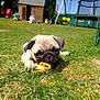 animal, architecture, backyard, bicycle, building, canine, dog, grass, lawn, machine, nature, outdoors, pet, plant, pug, puppy, shelter, transportation, wheel, yard