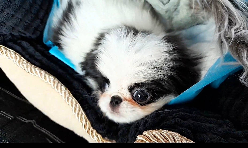 Sasha a rejoint le concours — aidez-le/la à gagner de superbes lots ! canidae, carnivore, comfort, companion_dog, dog, dog_breed, dog_supply, fawn, fur, liver, nap, paw, puppy, snout, sporting_group, terrestrial_animal, toy_dog, whiskers, wildlife, working_animal