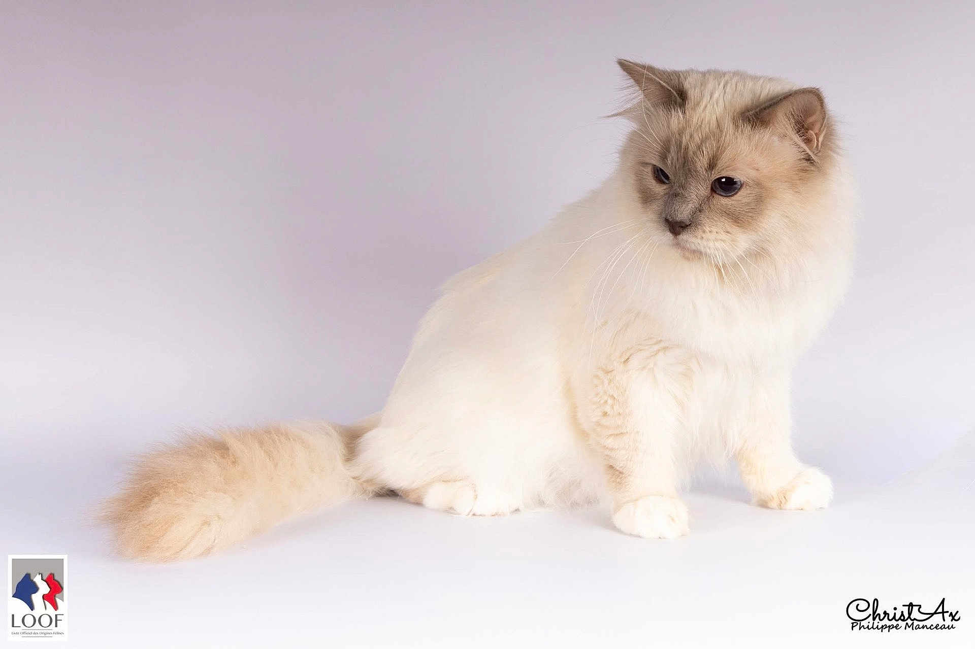 Vulcano participe au concours pour gagner de l'argent avec cette photo : cat, fluffy, long_hair, studio_photo, portrait, white_background, tail, whiskers, paws, sitting, looking_down, blue_eyes, soft_lighting, serene, pet, animal, fur, ears, logo, watermark