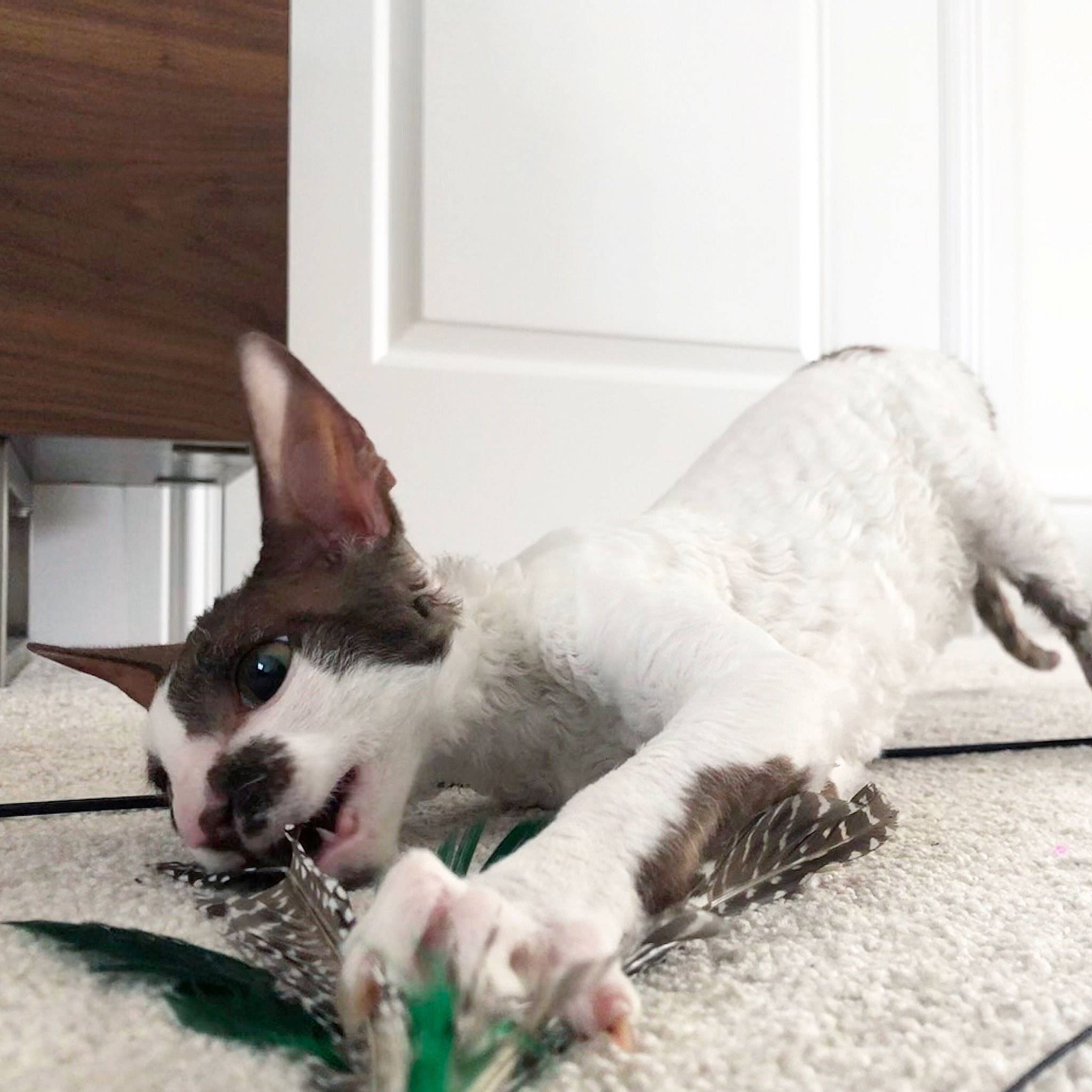 Mimi joined the competition — help win amazing prizes! carnivore, cat, claw, comfort, dog_breed, domestic_short_haired_cat, fang, felidae, foot, fur, jaw, paw, small_to_medium_sized_cats, snout, tail, terrestrial_animal, whiskers, window