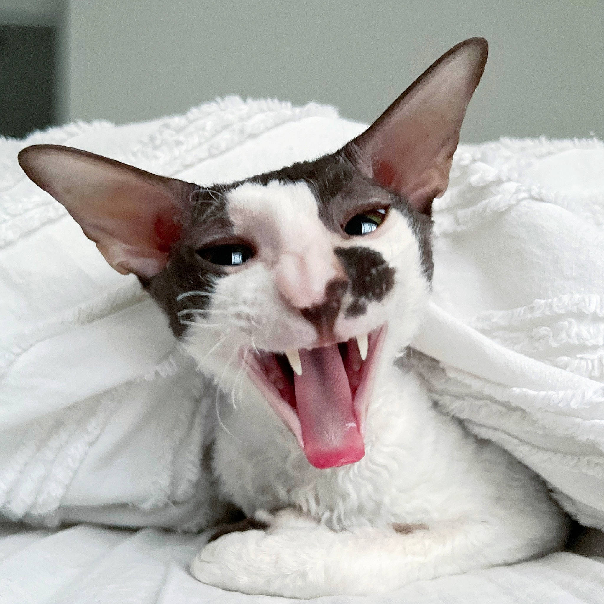 Mimi is registered to the contest to win money with this photo: carmine, carnivore, cat, close_up, comfort, domestic_short_haired_cat, ear, fang, felidae, foot, fur, jaw, nose, paw, small_to_medium_sized_cats, smile, snout, terrestrial_animal, whiskers, yawn