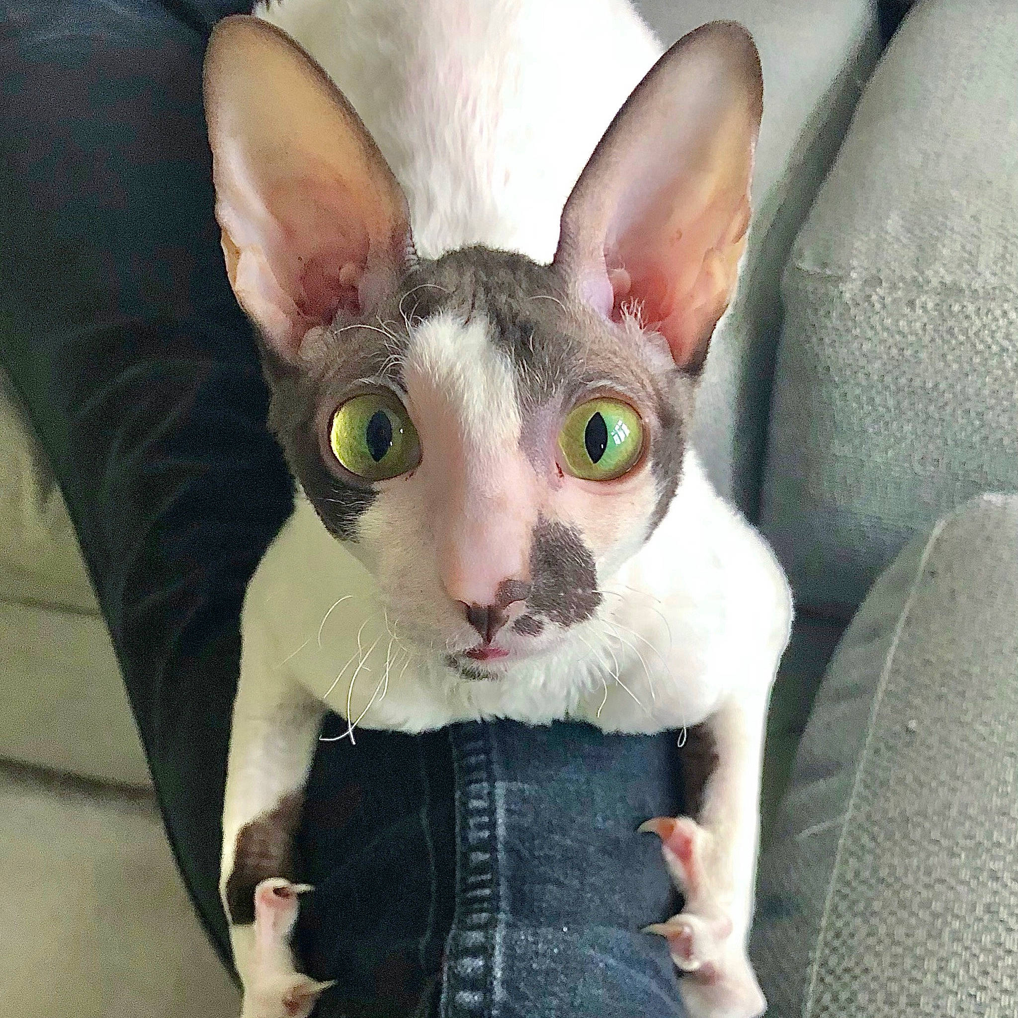 Mimi is registered to the contest to win money with this photo: carnivore, cat, comfort, denim, devon_rex, ear, eye, fawn, felidae, fur, head, iris, nose, rex_cat, small_to_medium_sized_cats, snout, sphynx, tail, terrestrial_animal, whiskers