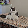 Bubba joined the competition — help win amazing prizes! cat, blanket, bed, dressing_table, mirror, toiletries, indoor, furniture, pet, domestic_animal, fur, animal, resting, curious, cozy, sleeping_area, patterned_blanket, home, relaxed, sitting