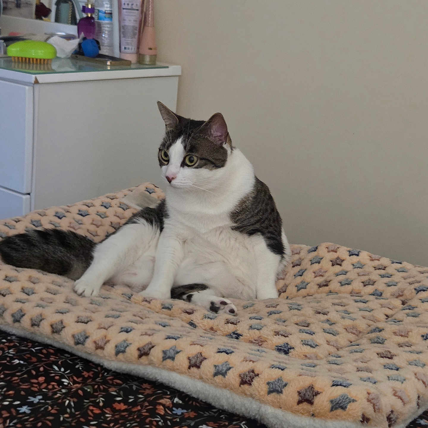 Bubba joined the competition — help win amazing prizes! cat, blanket, bed, dressing_table, mirror, toiletries, indoor, furniture, pet, domestic_animal, fur, animal, resting, curious, cozy, sleeping_area, patterned_blanket, home, relaxed, sitting