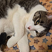Bubba joined the competition — help win amazing prizes! cat, tabby, white_fur, striped_fur, pet, animal, relaxed, lying_down, blanket, star_pattern, indoor, cozy, soft_texture, paw, whiskers, sleepy, close_up, feline, cute, resting