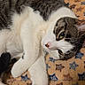 cat, tabby, white_fur, striped_fur, pet, animal, relaxed, lying_down, blanket, star_pattern, indoor, cozy, soft_texture, paw, whiskers, sleepy, close_up, feline, cute, resting