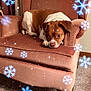 armchair, brown, carpet, cozy, curtains, decor, dog, fabric, furniture_leg, home, indoor, pensive, pet, relaxed, resting, small_dog, snowflakes, vintage_furniture, white, winter_theme