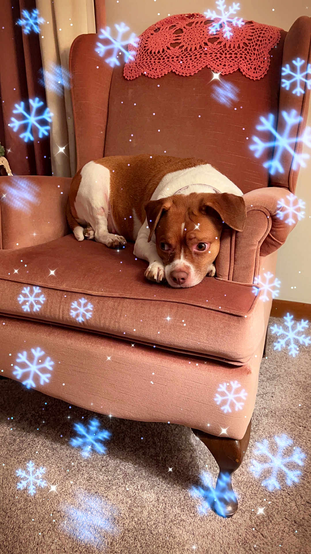 Daisy Jo