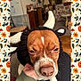 animal, autumn, brown, close_up, costume, cute, decor, dog, expression, face, furniture, halloween, hand, horns, indoor, knitted, pet, pumpkin, unimpressed, white