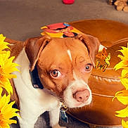 Daisy Jo is registered to the contest to win money with this photo: animal, brown_and_white, butterflies, carpet, closeup, companion, curious, cute, decor, dog, domestic_animal, floor, furniture, indoor, living_room, ottoman, pet_collar, portrait, sunflowers, toy