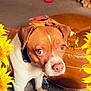 animal, brown_and_white, butterflies, carpet, closeup, companion, curious, cute, decor, dog, domestic_animal, floor, furniture, indoor, living_room, ottoman, pet_collar, portrait, sunflowers, toy