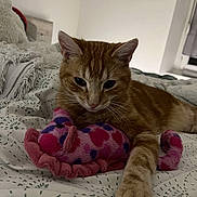 Francis participe au concours pour gagner de l'argent avec cette photo : animal, bed, blanket, cat, cozy, cute, domestic_cat, fur, indoor, orange_tabby, patterned_bedspread, paws, pet, plush_toy, relaxed, resting, sleepy, striped, toy, whiskers