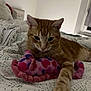 animal, bed, blanket, cat, cozy, cute, domestic_cat, fur, indoor, orange_tabby, patterned_bedspread, paws, pet, plush_toy, relaxed, resting, sleepy, striped, toy, whiskers