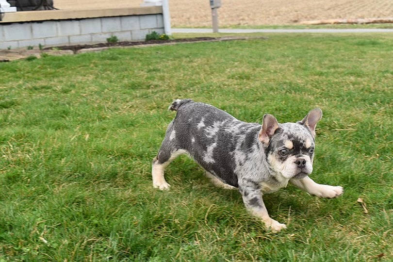 Mooka is registered to the contest to win money with this photo: australian_stumpy_tail_cattle_dog, canidae, carnivore, companion_dog, dog, dog_breed, fawn, garden, grass, groundcover, non_sporting_group, snout, sporting_group, tail, terrestrial_animal, working_animal, working_dog, yard