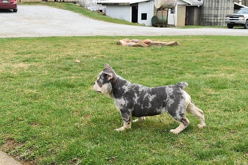 Mooka is registered to the contest to win money with this photo: australian_cattle_dog, australian_stumpy_tail_cattle_dog, canidae, carnivore, companion_dog, dog, dog_breed, grass, groundcover, herding_dog, lawn, plant, snout, sporting_group, tail, terrestrial_animal, tire, wheel, working_animal, working_dog