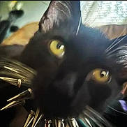 Luna is registered to the contest to win money with this photo: black_cat, cat, yellow_eyes, close_up, spiked_collar, pet, animal, feline, whiskers, ears, fur, indoor, portrait, cute, domestic_animal, face, looking, pets, collar, spikes