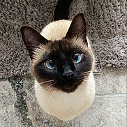 Pablo a rejoint le concours — aidez-le/la à gagner de superbes lots ! cat, siamese_cat, blue_eyes, pet, animal, feline, whiskers, ears, fur, looking_up, curious, floor, rug, indoor, close_up, portrait, domestic_animal, mammal, cute, companion