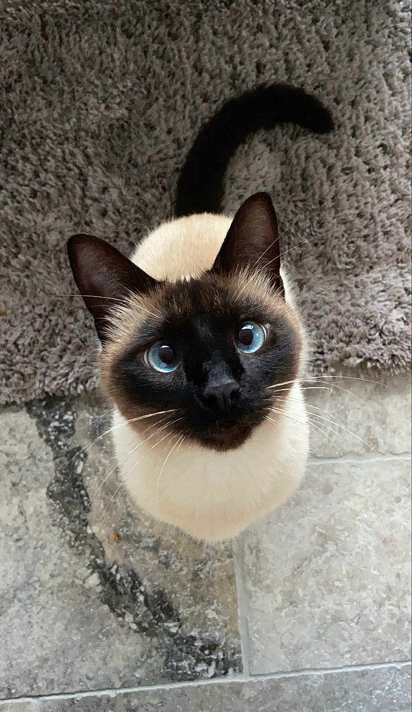 Pablo a rejoint le concours — aidez-le/la à gagner de superbes lots ! cat, siamese_cat, blue_eyes, pet, animal, feline, whiskers, ears, fur, looking_up, curious, floor, rug, indoor, close_up, portrait, domestic_animal, mammal, cute, companion