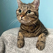 Thelma participe au concours pour gagner de l'argent avec cette photo : abyssinian, angora, animal, cat, egyptiancat, kitten, manx, pet