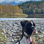 Sabine' joined the competition — help win amazing prizes! animal, boxer, canine, cloudy_sky, collar, dog, forest, landscape, mountains, nature, outdoor, pet, portrait, riverbank, rocks, scenery, tag, trees, water, wilderness