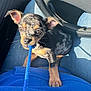 Tito joined the competition — help win amazing prizes! animal, blue_rope, blue_sweatshirt, candid, car, closeup, curious, cute, dog, indoor, jeans, lap, pet, playful, puppy, sitting, small_dog, steering_wheel, sunlight, young_dog