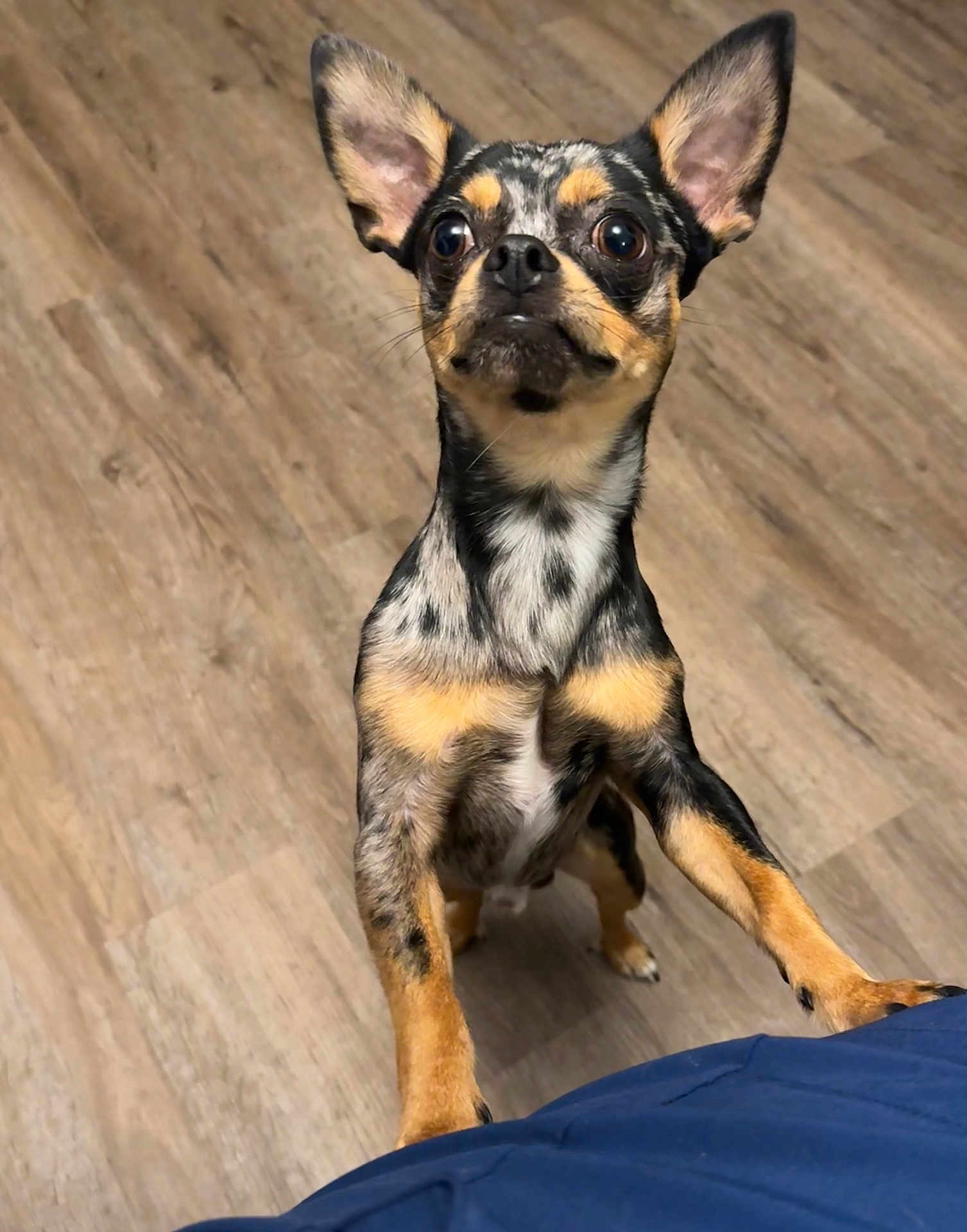 Tito