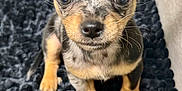 Tito joined the competition — help win amazing prizes! adorable, animal, black_rug, canine, closeup, curious, cute, dog, ears, eyes, fur, indoor, looking_up, pet, puppy, sitting, small, snout, whiskers, young