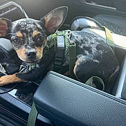 Tito joined the competition — help win amazing prizes! animal, black_and_tan, car_interior, center_console, close_up, curious, dog, ears, gear_shift, harness, indoor, leash, leather, pet, puppy, resting, seat, small_dog, spotted_coat, vehicle