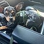 animal, black_and_tan, car_interior, center_console, close_up, curious, dog, ears, gear_shift, harness, indoor, leash, leather, pet, puppy, resting, seat, small_dog, spotted_coat, vehicle