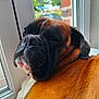 Stan a rejoint le concours — aidez-le/la à gagner de superbes lots ! animal, black_muzzle, boxer, brown_fur, calm, canine, close_up, daylight, dog, ears, face, fur, indoors, pet, portrait, relaxed, resting, sleeping, window, wrinkles