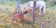 Stan a rejoint le concours — aidez-le/la à gagner de superbes lots ! animal, bulldog, canine, colthorse, countryside, dog, farm, fence, field, grass, grassland, horse, nature, outdoors, pasture, pet, plant, ranch, rural, yard