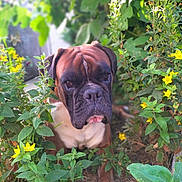 Stan a rejoint le concours — aidez-le/la à gagner de superbes lots ! animal, boxer, canine, dog, ears, eyes, face, fur, grass, greenery, leaf, muzzle, nature, outdoor, pet, plants, portrait, resting, summer, yellow_flowers