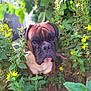 animal, boxer, canine, dog, ears, eyes, face, fur, grass, greenery, leaf, muzzle, nature, outdoor, pet, plants, portrait, resting, summer, yellow_flowers