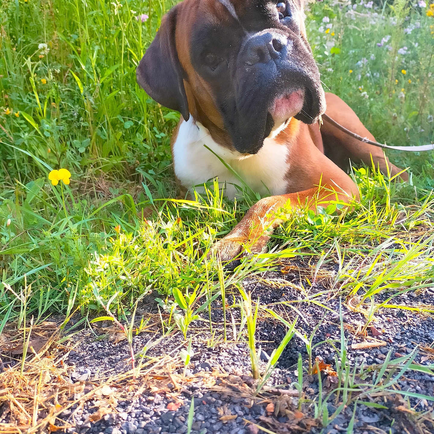 Stan a rejoint le concours — aidez-le/la à gagner de superbes lots ! animal, boxer, bulldog, canine, dog, field, flower, frenchbulldog, grass, grassland, hound, leaf, nature, outdoors, pet, pitbull, plant, puppy, soil, vegetation