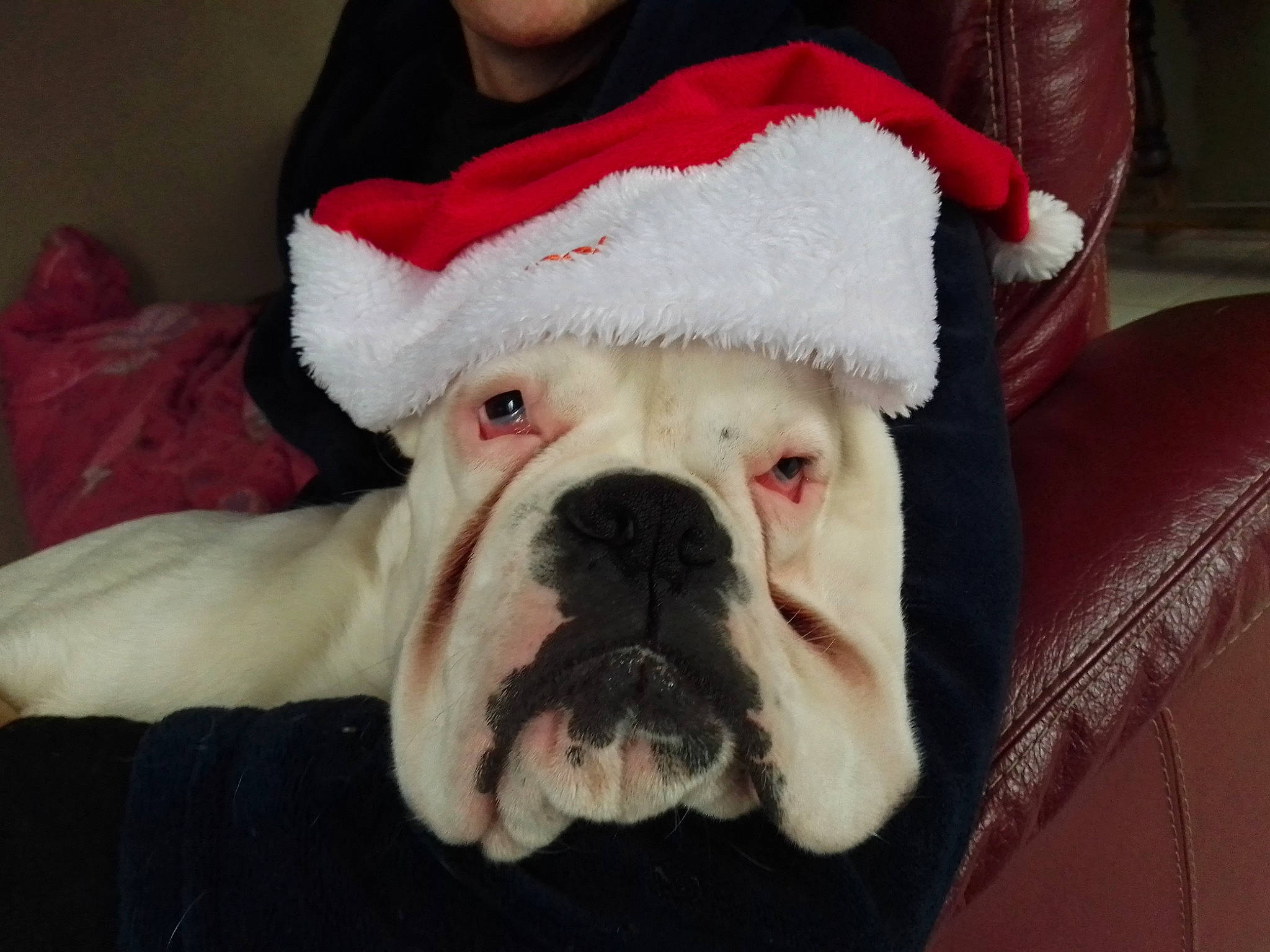 Snoop participe au concours pour gagner de l'argent avec cette photo : bulldog, canidae, carnivore, collar, comfort, companion_dog, dog, dog_breed, ear, fawn, fur, holiday, non_sporting_group, snout, sporting_group, whiskers, white, white_english_bulldog, working_animal, wrinkle