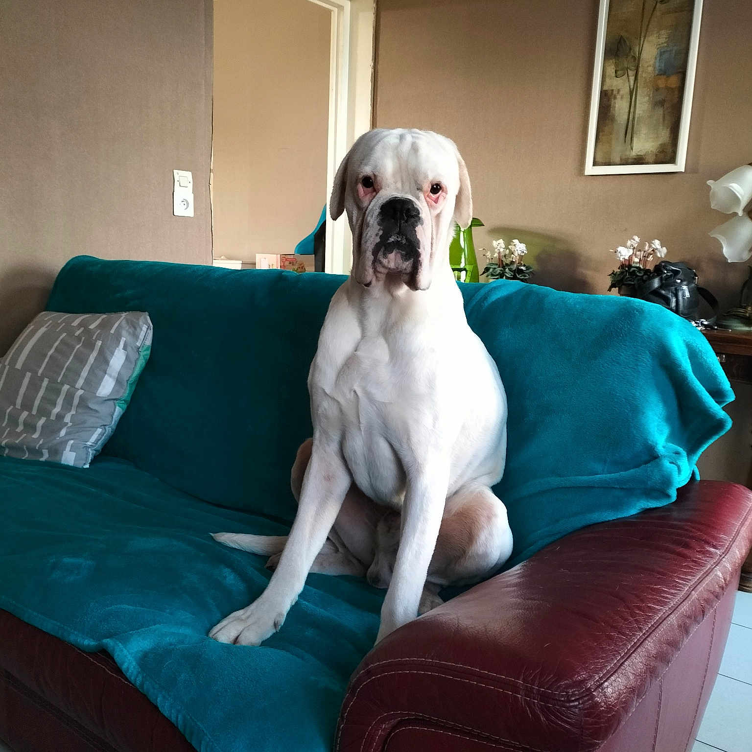 Snoop